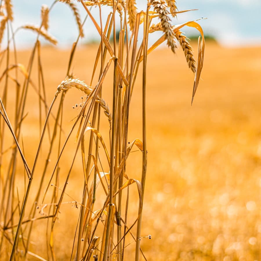 Golden wheat field on the northern plains